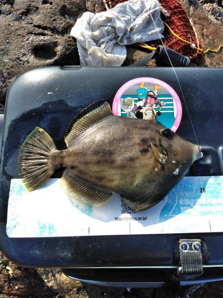 フカセ‥でハゲ・・