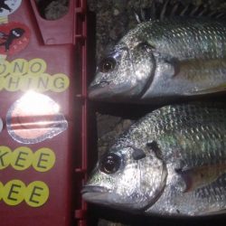 釣りデビュー 32日目