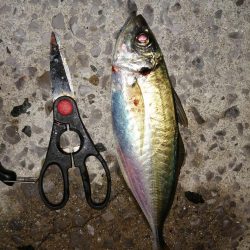 アジは少しだけ