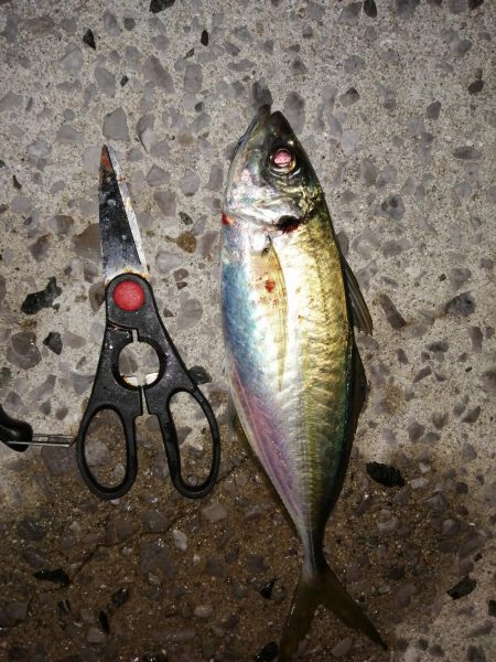 アジは少しだけ