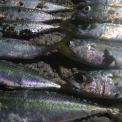 釣りデビュー 33日目