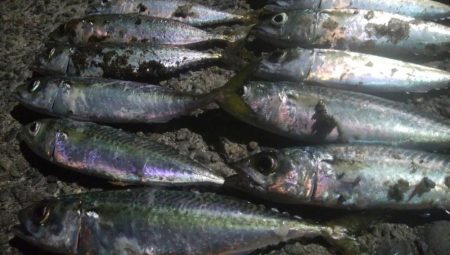 釣りデビュー　33日目