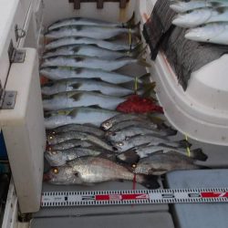 遊漁船SOUTH(サウス)釣果