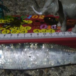 釣りデビュー 35日目