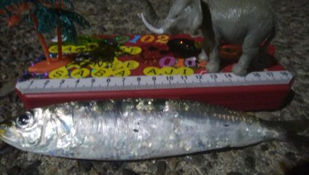 釣りデビュー 35日目