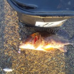 カサゴの穴釣り