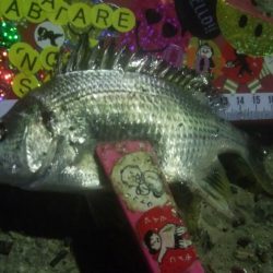 釣りデビュー　37日目