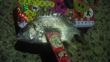 釣りデビュー　37日目