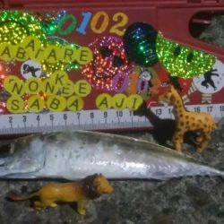 釣りデビュー　38日目