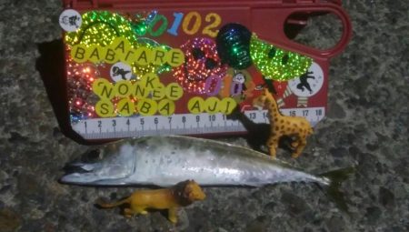 釣りデビュー　38日目