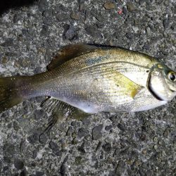 今年最後の波止釣り