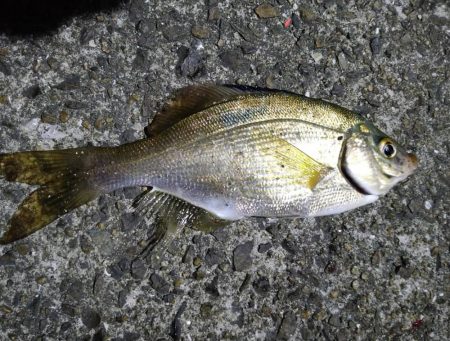 今年最後の波止釣り