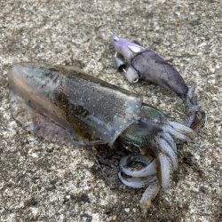 ショアガイドフィッシングでイカRIDEON！