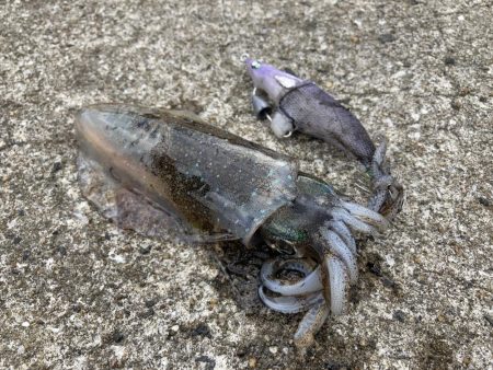 ショアガイドフィッシングでイカRIDEON！