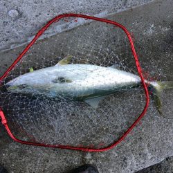 早朝プチsalt water game