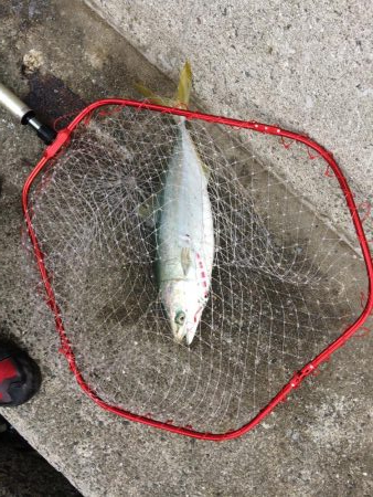 朝一プチsalt water game！