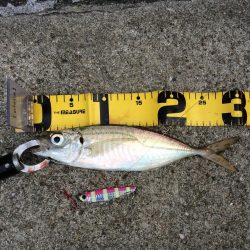 早朝プチsalt water game