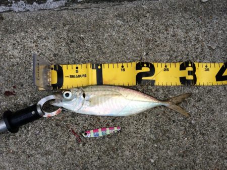 早朝プチsalt water game