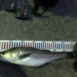 夜の部) 爆発 ハマチ・メジロ・スズキ入れ食い