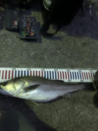 夜の部) 爆発 ハマチ・メジロ・スズキ入れ食い