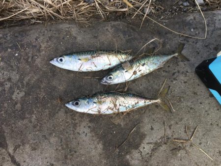 ショアジギング