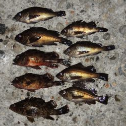 ハネの代わりにアイナメ