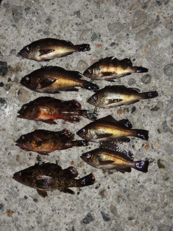 ハネの代わりにアイナメ