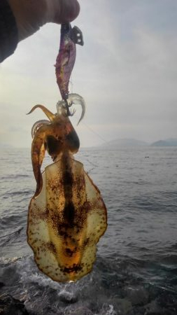 令和2年最後のエギング‼️