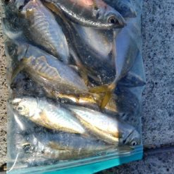 冬のサビキ第二弾