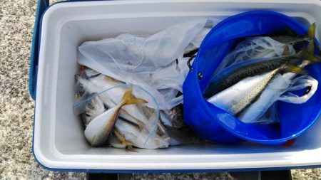 子供と釣り納め