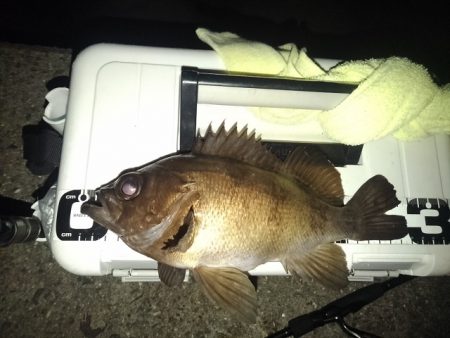 フロートゲーム