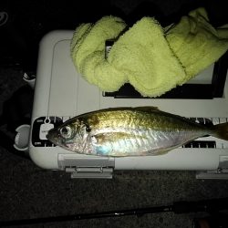 (尺アジ)フロートゲーム