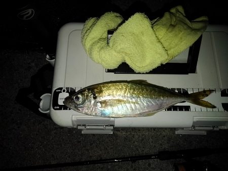 (尺アジ)フロートゲーム