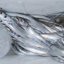 泉州丸　釣果
