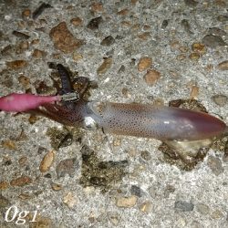 今年も渋めなヒイカ