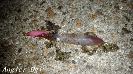 今年も渋めなヒイカ