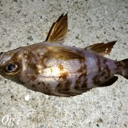 西浦でエビ撒き釣り