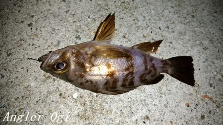 西浦でエビ撒き釣り