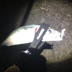 久しぶりのアジング