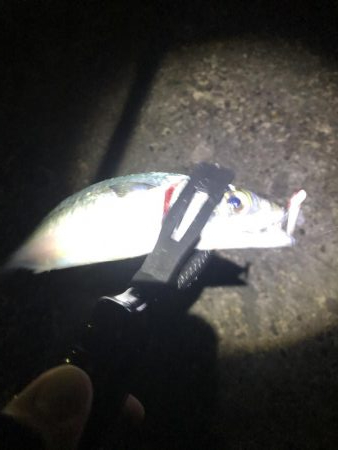 久しぶりのアジング