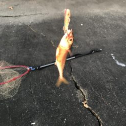 ジクパラバイブマキマキ