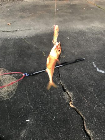 ジクパラバイブマキマキ