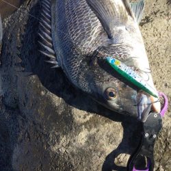 中部地磯プラッキング