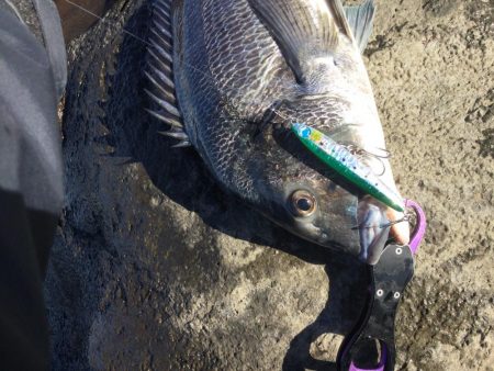 中部地磯プラッキング