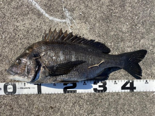 イチノ兄弟、釣果！