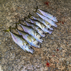 瀬戸内の島アジング（2020-25)