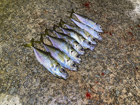 瀬戸内の島アジング（2020-25)