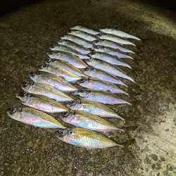 瀬戸内の島アジング（2020-26)