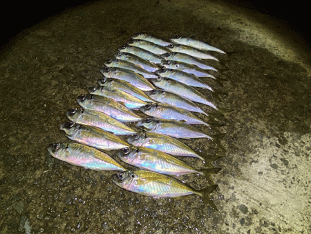 瀬戸内の島アジング（2020-26)