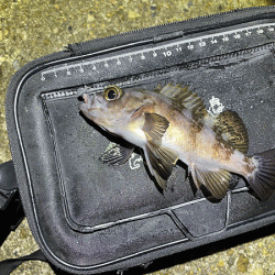 二見メバリング(2020-12)